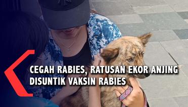 Cegah Rabies, Ratusan Ekor Anjing Disuntik Vaksin Rabies