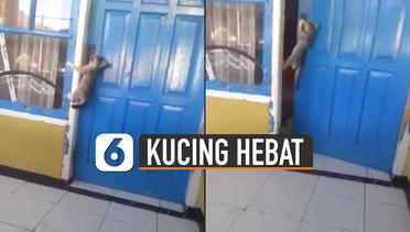 Hebat, Aksi Kucing Mahir Buka Sendiri Pintu Rumah