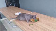 kucing makan sayur singkong