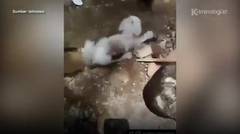Video Viral anjing serang kucing