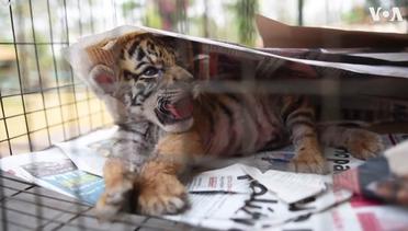 Baby Tiger Named 'Covid' Born in Mexico