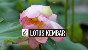 Penampakan Dua Bunga Lotus Tumbuh di Satu Tangkai