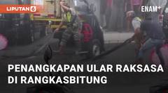 Detik-detik Penangkapan Ular Raksasa dari Got di Rangkasbitung