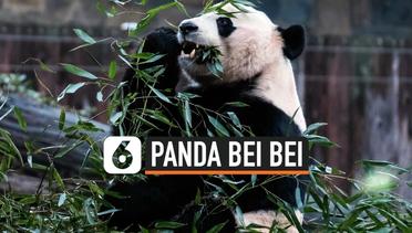 Panda Bei Bei akan Pulang ke China