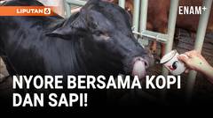 Keseringan Ngopi, Sapi di Mojokerto Doyan Nongkrong Bareng Warga!