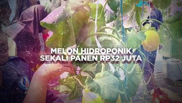 BERANI BERUBAH: Melon Hidroponik Sekali Panen Rp32 Juta
