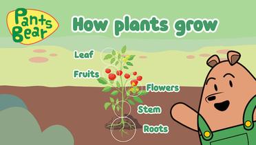 How Plants Grow | Bagaimana tanaman tumbuh