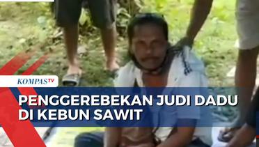 Penggerebekan Judi Dadu di Kebun Sawit saat Ramadan, 2 Penjudi Ditangkap Polisi!