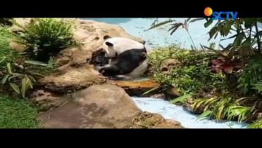 Tingkah Lucu Panda Cai Tao dan Hu Chun di Taman Safari - Liputan6 Siang