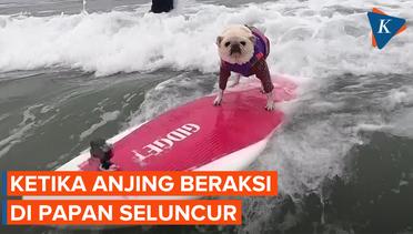 Aksi Anjing Bermain Surfing untuk Galang Dana Bagi Penampungan Hewan