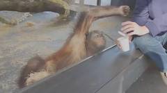Trik Sulap ini buat Orangutan tertawa terbahak-bahak