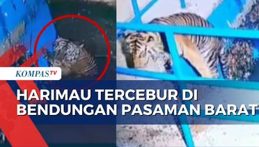 Rekaman Harimau Sumatera Tercebur ke Bendungan di Pasaman Barat