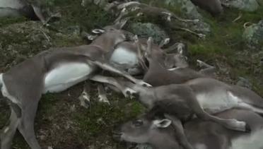 Inilah Penyebab 300 Ekor Rusa Mati dalam Semalam di Norwegia