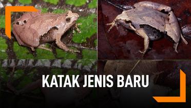 Ini Dia Katak Jenis Baru Ditemukan di Sumatera