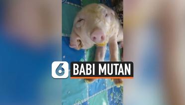 Babi 'Mutan' Berkepala 2 dan Bermata 3 Gegerkan Warga Filipina