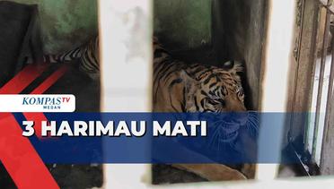 3 Harimau Mati di Medan Zoo dalam Kurun 2 Bulan