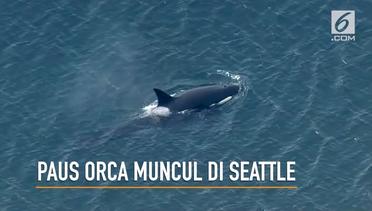 Kemunculan Paus Orca di Seattle