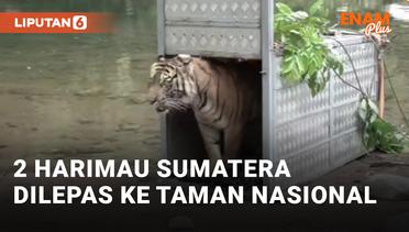 Detik-detik 2 Ekor Harimau Sumatera Dilespaskan di Taman Nasional Kerinci