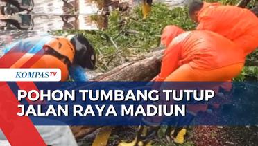 Diguyur Hujan dan Angin Kencang, Pohon Tumbang Tutup Jalan Raya Madiun Arah Ponorogo