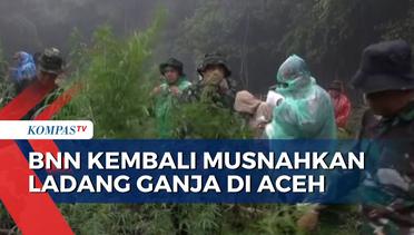 BNN Musnahkan Ladang Ganja yang Tersebar di Wilayah Aceh, Total Ada 18 Hektar Lahan