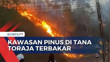 Kebakaran Kawasan Pinus di Tana Toraja, 80 Personel Gabungan dan 3 Water Cannon Diterjunkan