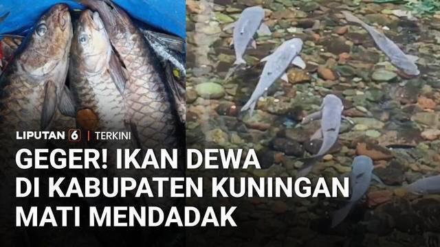 Ratusan Ikan Dewa di Kuningan Mati Mendadak, Diduga Akibat Parasit | Liputan 6