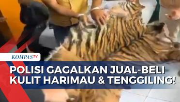 Rekaman Detik-Detik Perdagangan Kulit Harimau dan Sisik Tenggiling Digagalkan Polisi!