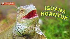 Meet Reptiles at HighScope Duren Tiga