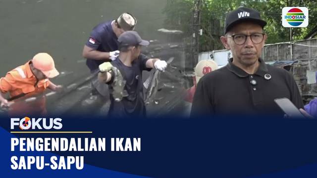 Pengendalian Ikan Sapu-Sapu | Fokus
