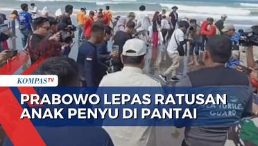 Didampingi Susi Pudjiastuti, Prabowo Subianto Lepas Ratusan Anak Penyu di Pantai Barat Pangandaran