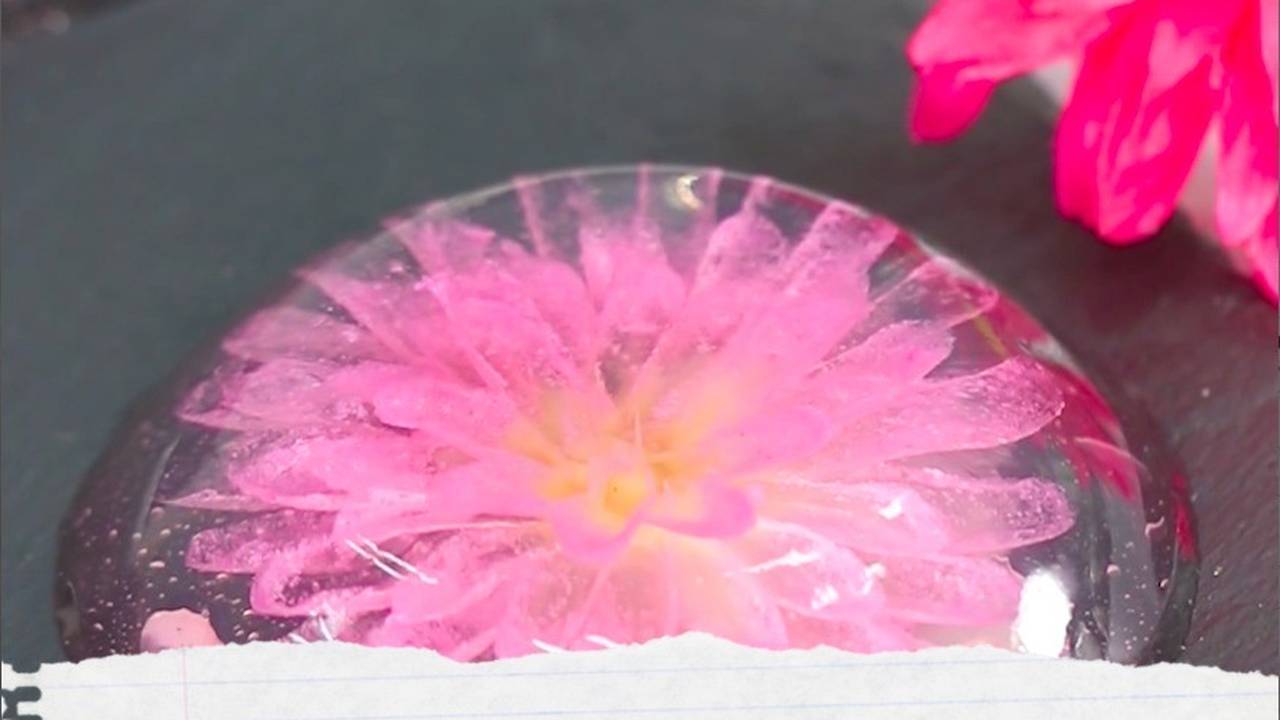 Jelly Bunga