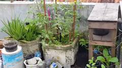 #myroofgarden Kebun Kecil Di Atas Balkon Rumah