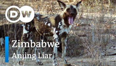 DW Going Wild 17 - Zimbabwe_Anjing Liar