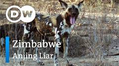 DW Going Wild 17 - Zimbabwe_Anjing Liar