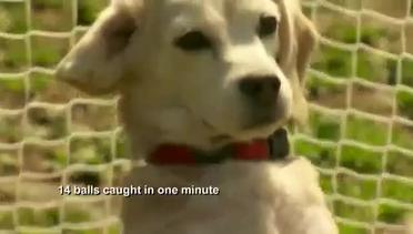Anjing 'Kiper' Pecahkan Rekor Dunia
