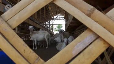 Peternakan kambing beromzet ratusan juta rupiah