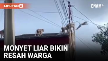 Puluhan Monyet di Bandung Rusak Atap Rumah Warga