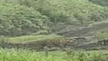 Sempat Dibius, Harimau Sumatera Ini Siuman dan Lari - Fokus Malam
