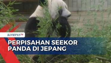Beri Perpisahan, Warga Jepang Kunjungi Panda yang Akan Dikembalikan ke Tiongkok