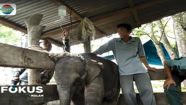 Seekor Anak Gajah Ditemukan Terluka di Pidie Aceh - Fokus Malam