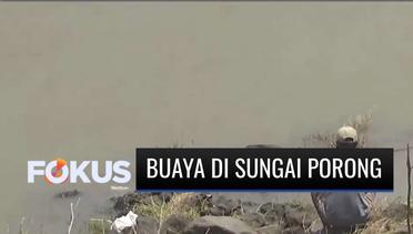 Buaya Muara Kembali Muncul di Permukaan Sungai Porong Sidoarjo | Fokus