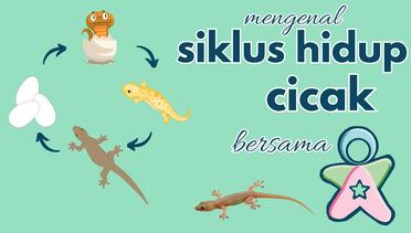 Siklus Hidup Cicak - Lizard Life Cycle