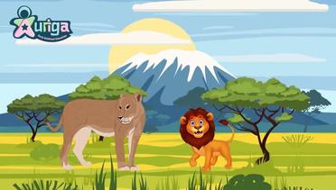 Siklus Hidup Singa - Cycle life of lion_