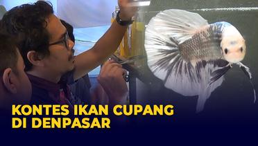 Kontes Ikan Cupang Dilombakan di 50 Kategori di Denpasar!