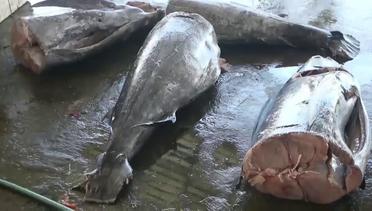 Potensi Donggala sebagai daerah pengekspor ikan tuna