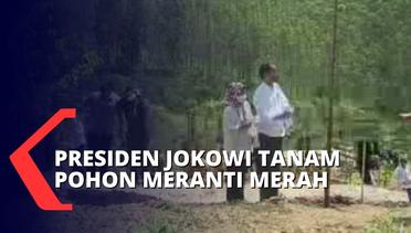 Momen Presiden Jokowi Tanam Pohon Meranti Merah di IKN Nusantara Bersama Gubernur Se-Indonesia