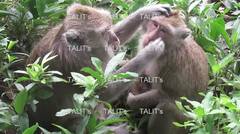 Monyet bermesraan di hutan sambil menggendong anaknya