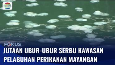 Jutaan Ubur-ubur Serbu Kawasan Pelabuhan Perikanan Mayangan | Fokus