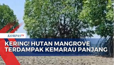Ini Penampakan Hutan Mangrove Mulya Asri Pekalongan yang Kering Akibat Kemarau Panjang!