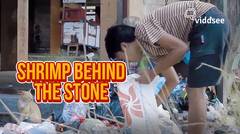 Film Shrimp Behind The Stone | Viddsee